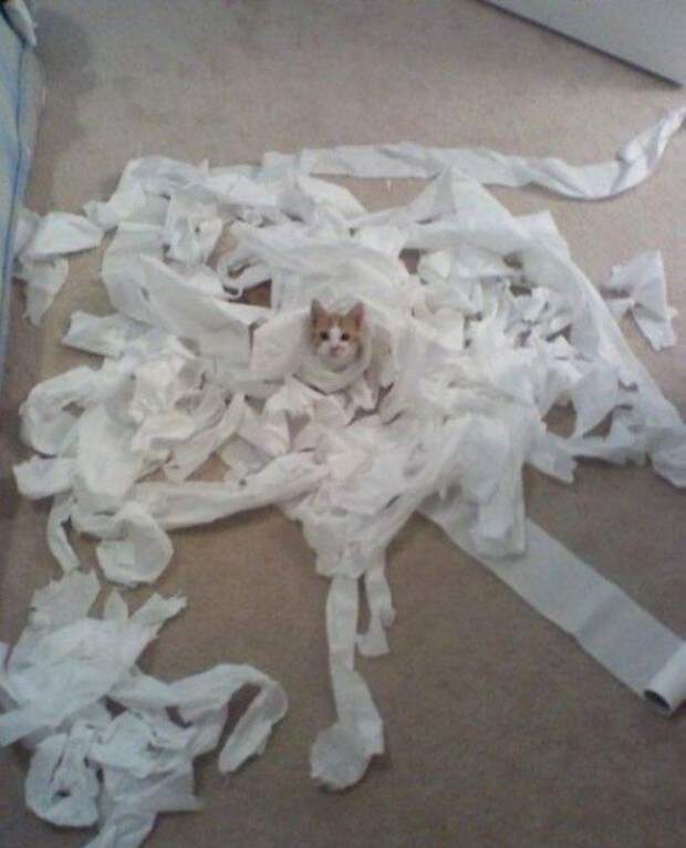 20 животных, которых можно только понять и простить. 20 животных, которых можно только понять и простить. Понять, Простить, животные