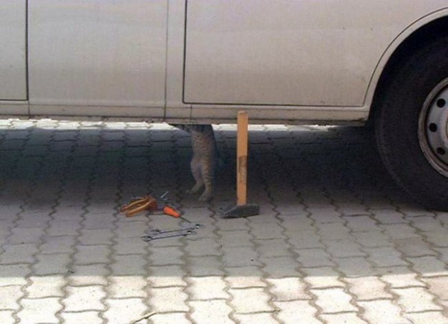 кошка в неожиданном месте