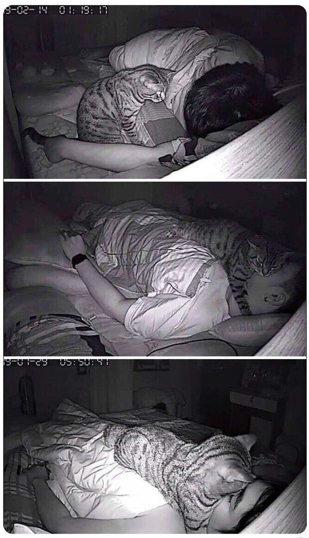 Сама наглость: эти коты плевали на нормы хорошего поведения