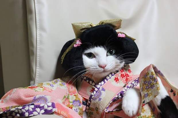 коты в кимоно, Япония