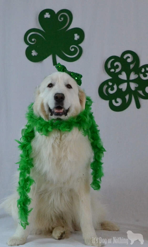 Great Pyrenees on St. Patrick's Day