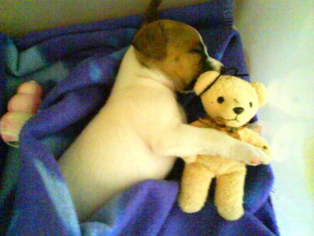 5.16.15 - Cutest Sleeping Puppies7