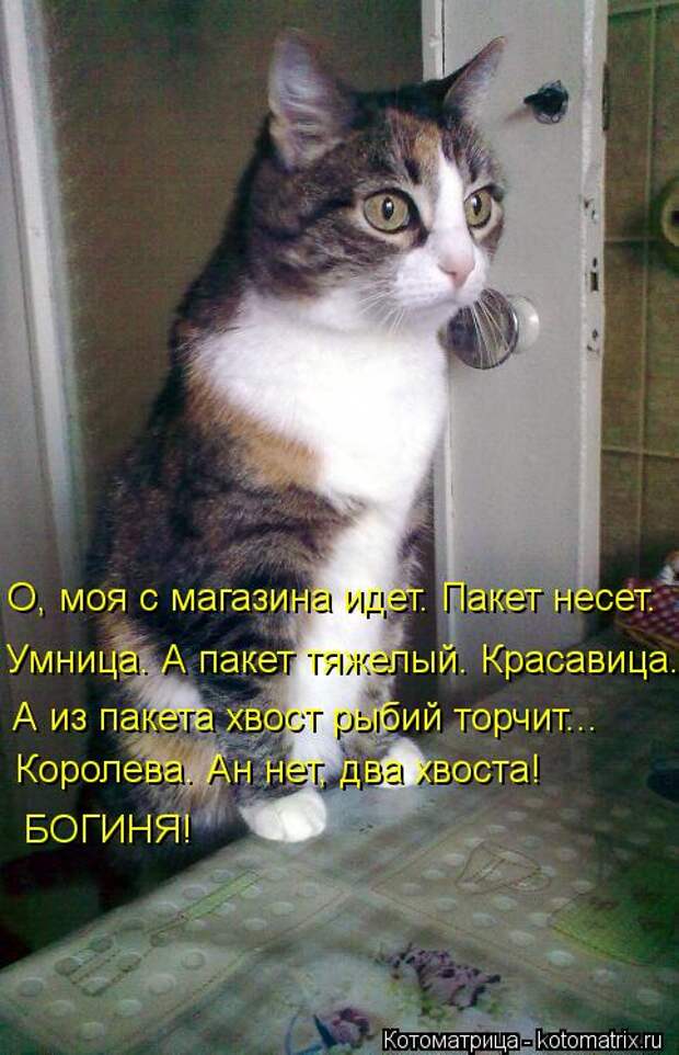 котоматрицы (50 фото) котоматрицы (50 фото)