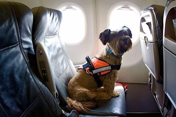 Оскар – пес-путешественник животные, история, прикол, факты, юмор