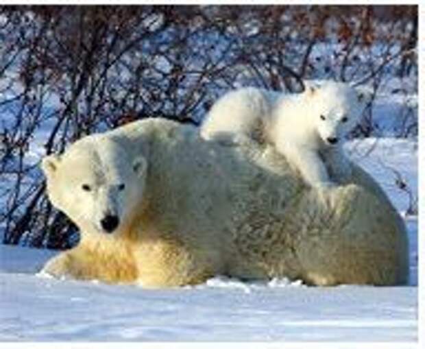 Белые медведи: шанс на выживание