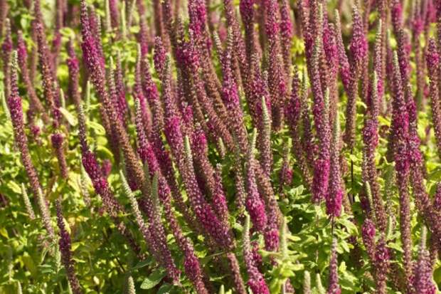 Дубровник гирканский (teucrium hircanicum) Дубровник гирканский (teucrium hircanicum)
