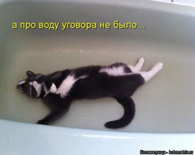 Котоматрицы (картинки с надписями)
