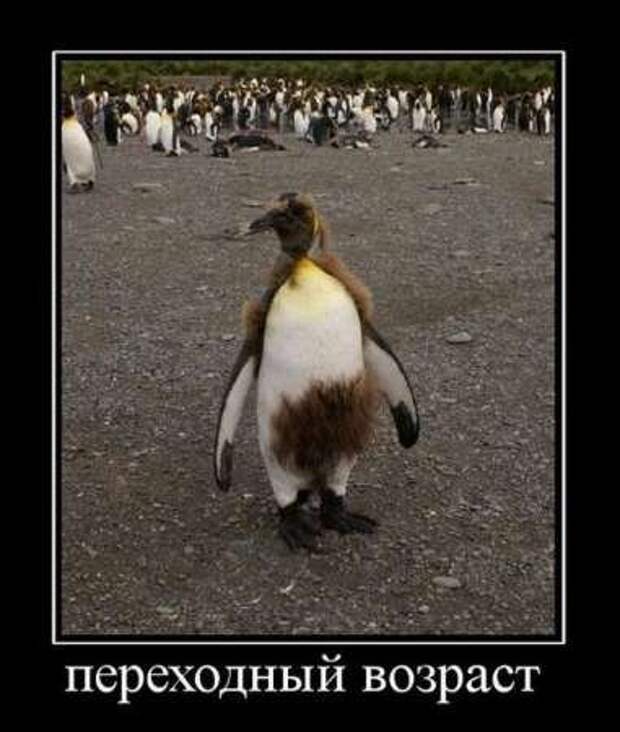 Демотиваторы про котэ и не только.