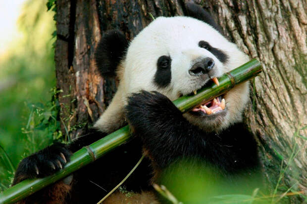 Панда питается бамбуком