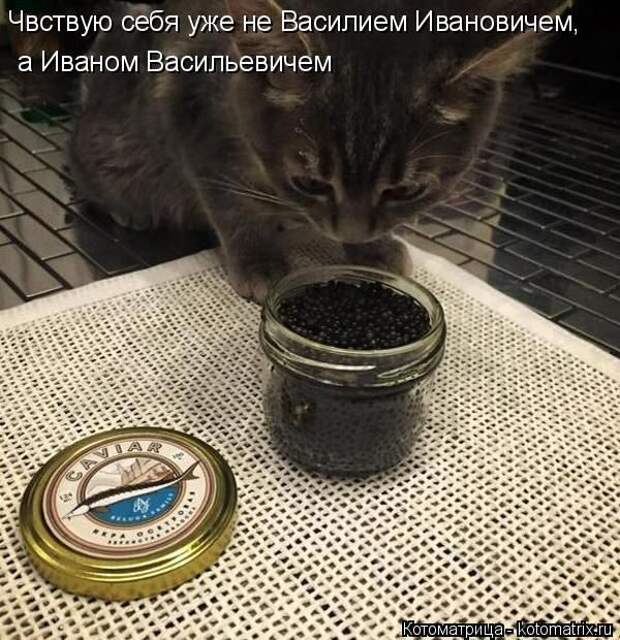 Лучшие котоматрицы недели