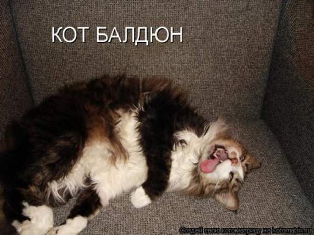 Котоматрица