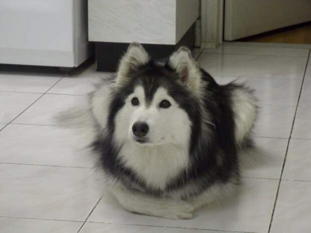 собаки, считающие себя кошками 