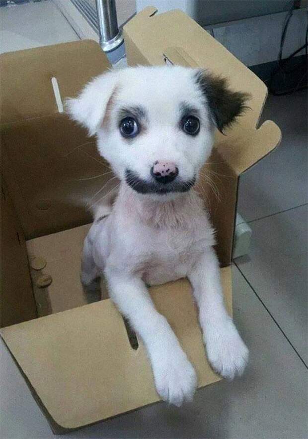 у животных усы щенок