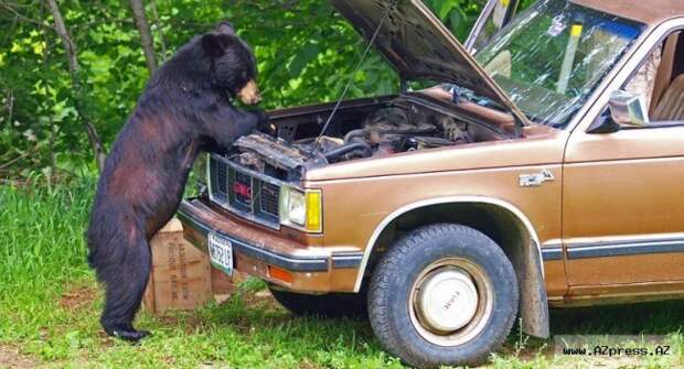 Когда решил сэкономить на автомеханике.  Работящий медведь — счастье в семье, арктика, картинки, медведи