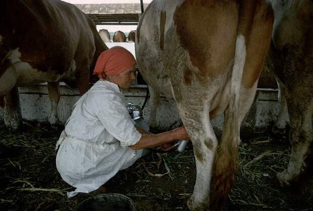 Woman Milking Cow, Russia