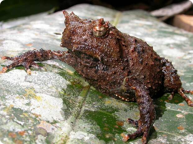Страшный широкоголов (лат. Asterophrys turpicola)