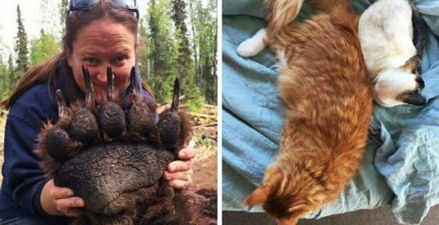 17 фотографий животных, которые на своём примере показывают, что размеры познаются в сравнении