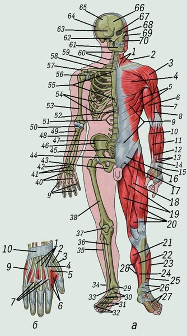 Скелет человека фото с мышцами и сухожилиями