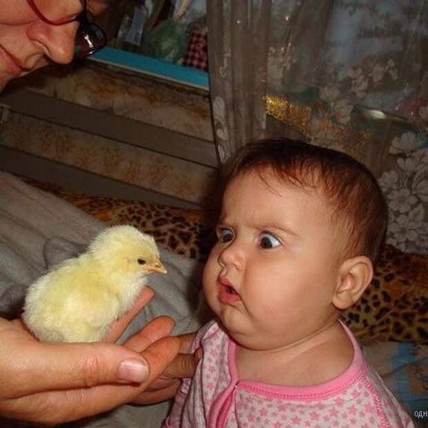 я в шоке! что за зверь такой?