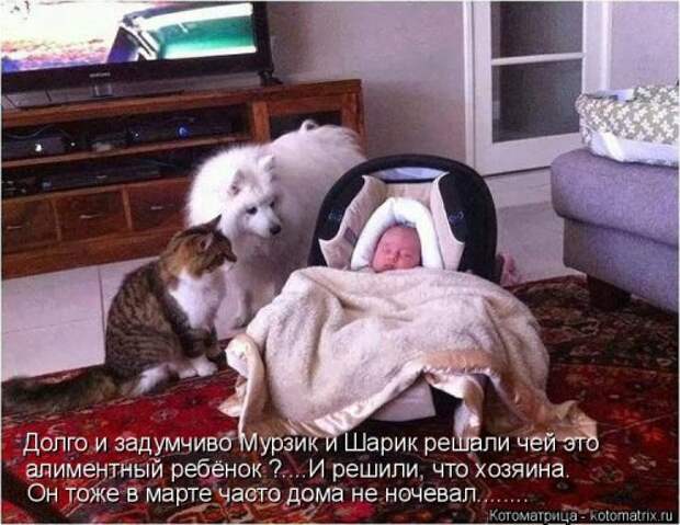 Котоматрица на Бугаге (34 фото)