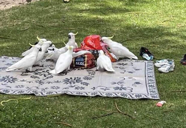 Снимки с забавными животными, которые заряжают позитивом