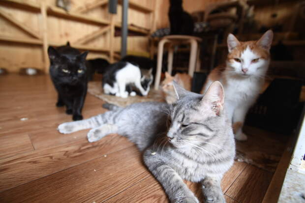 История с жительницей Краснодара, которая держала в квартире больше 50 кошек, получила продолжение