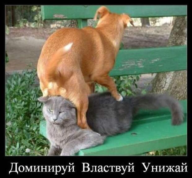 Доминируй, властвуй, унижай!