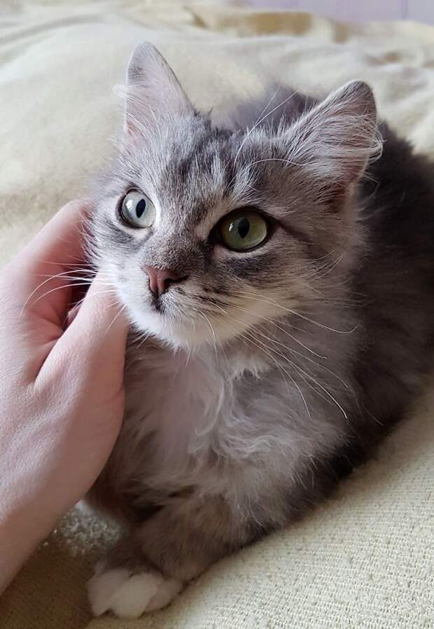 Спасение замёрзшего котёнка