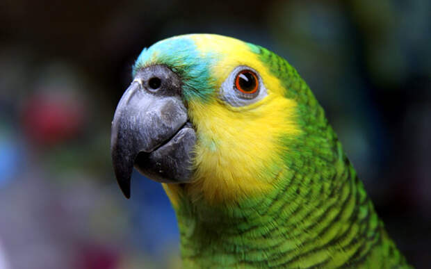 Синелобый амазон (Amazona aestiva), фото фотография картинка птицы