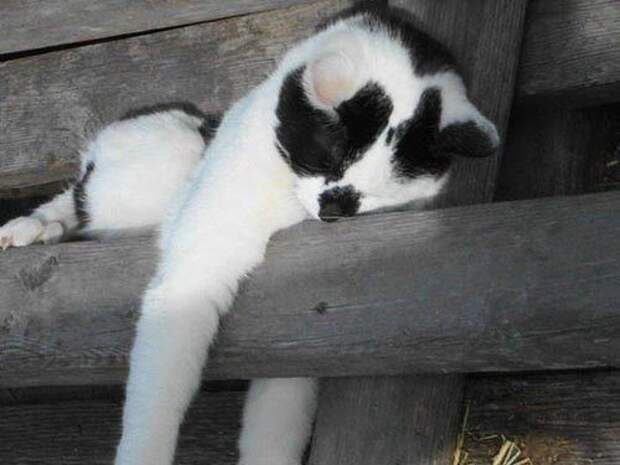 Как спят коты и кошки