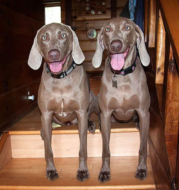 AnimalTwins11