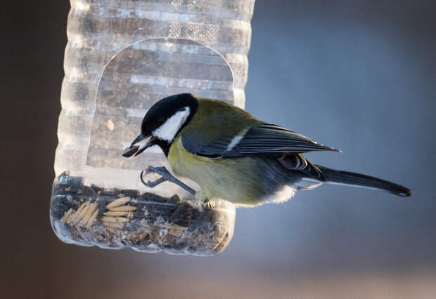 Россиян научили безопасно кормить птиц