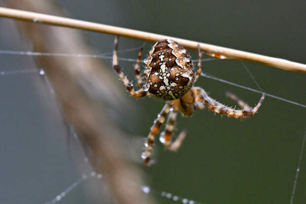 В Москве очнулись пауки