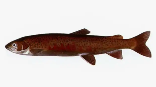 Ленок красный. Brachymystax lenok (Pallas, 1773) – Ленок. Ленок Байкальский. Ленок Байкальский рыба. Острорылый Ленок Brachymystax lenok.