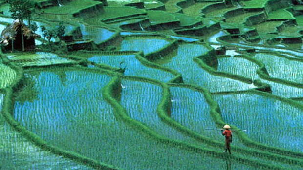beautiful_terraced_rice_fields