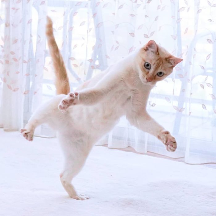 10 клевых фото кота из Японии, который танцует лучше тебя