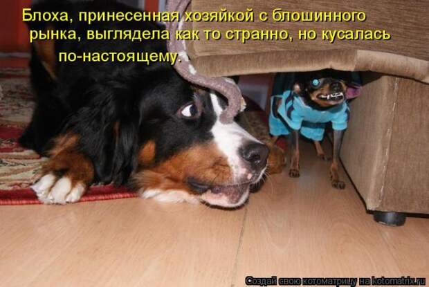 Лучшие котоматрицы недели (50 фото)