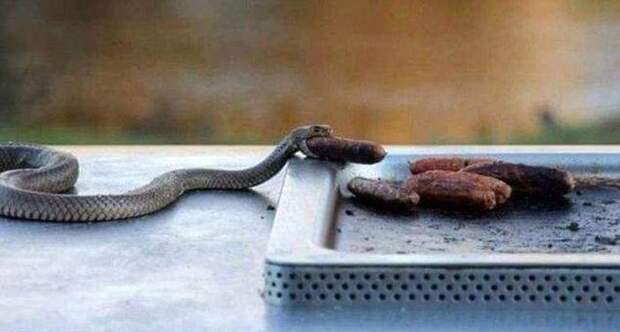 Прикольные картинки (102 фото)