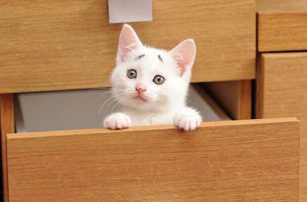 котенок с удивленными бровями