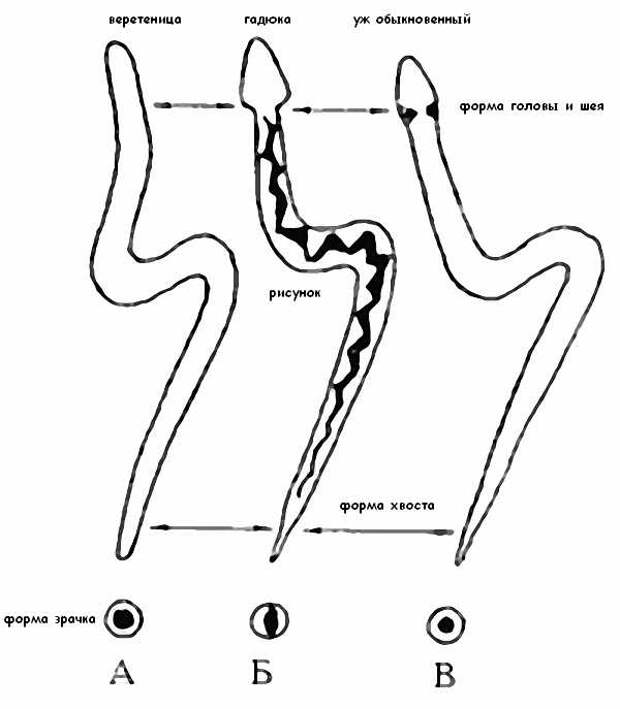 Укус змеи виды. Укус ядовитой и неядовитой змеи. Как отличить укус ядовитой змеи от неядовитой. След укуса ядовитой змеи. Форма головы ядовитой змеи.