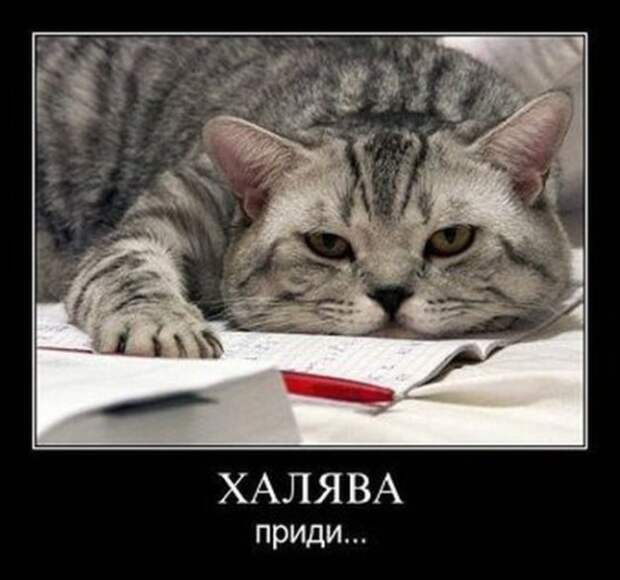 Демотиваторы