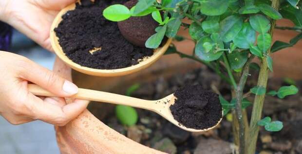 "Скрытое удобрение" - как можно использовать кофейную гущу в саду