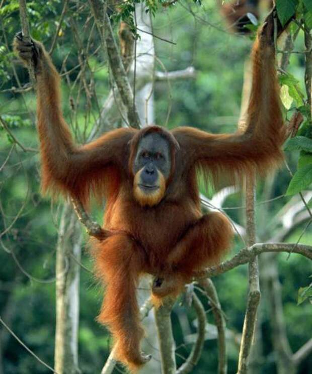 Орангутаны (лат. Pongo) (англ. Orangutan)