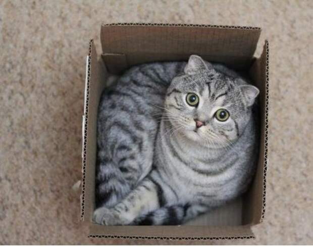 Картинки - Серый шотландский кот залез в коробку
