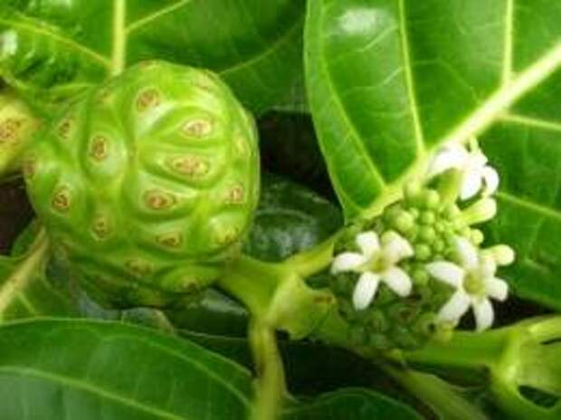 Моринда или Нони - тропическое растение чудо-лекарство