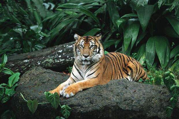 ARKive image GES004086 - Tiger