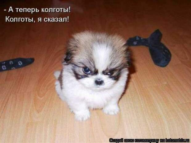 Котоматрицы(картинки с надписями)