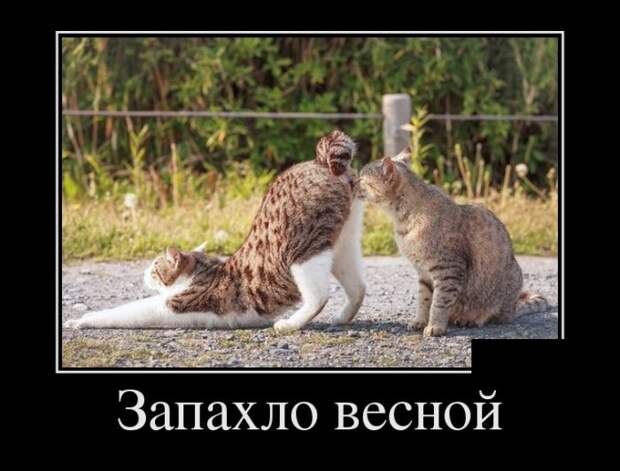 Демотиваторы демотиваторы, прикол, смех, юмор