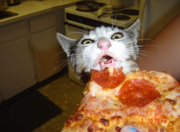 Кот, который очень любит пиццу