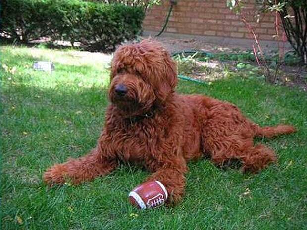 Goldendoodle_Red_thumb[2]